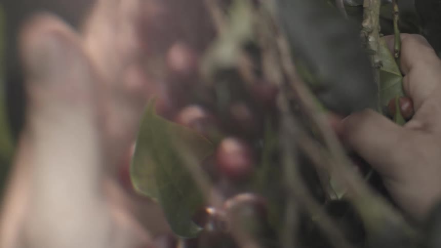 Ripe red fruits growing on branches
