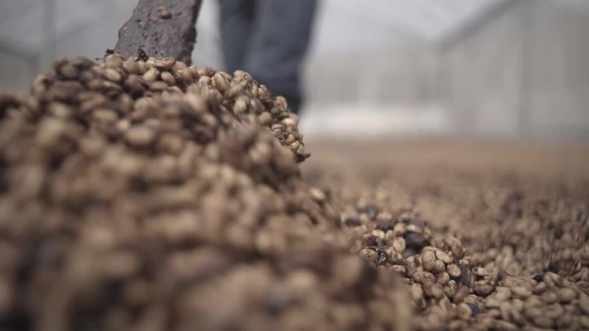 Person turning over grains spread on the floor of a warehouse