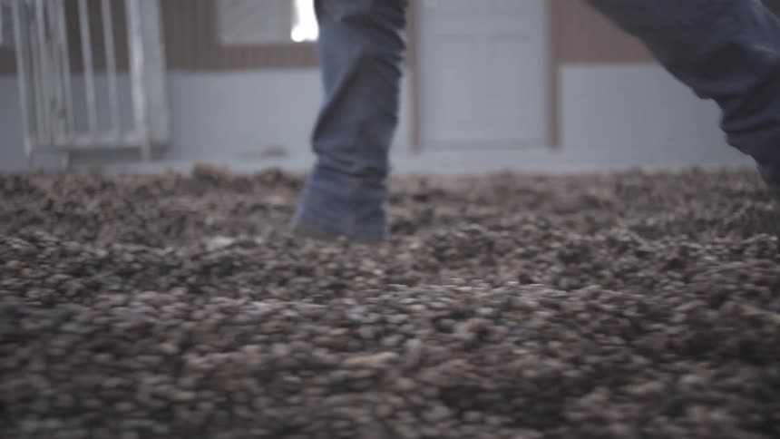 A worker wearing blue jeans and brown work boots walks across a floor that is covered with a thick layer of brown coffee beans spread for drying inside a large bright facility