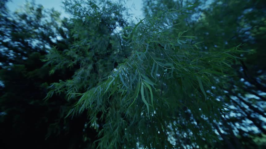 Sunlit willowlike branches sweep overhead in cool blue light creating a serene quiet mood