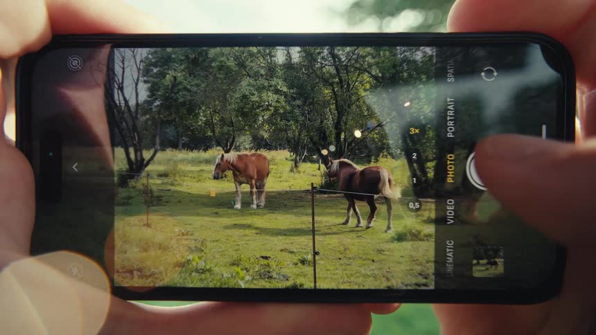 A person holds a phone taking a snapshot of horses roaming across the grassland at midday
