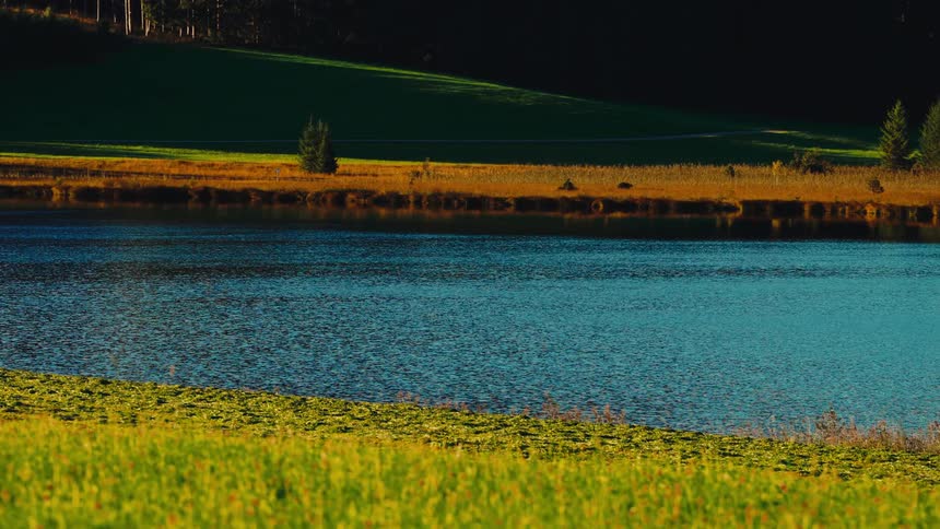 Calm lake surrounded by undergrowth