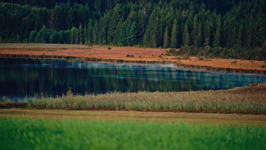 A lowangle video shows a dark calm lake surrounded by tall reeds and orangebrown marsh grass reflecting a dense green pine forest that slopes up to the top of the frame with a foreground of bright green lawn