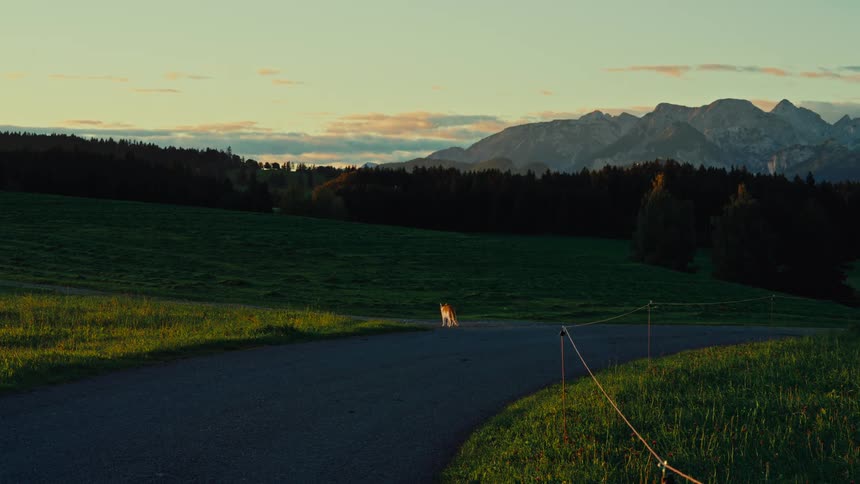 Goldenhour countryside with a winding path and fence lines a small cat forest edge and rugged mountains