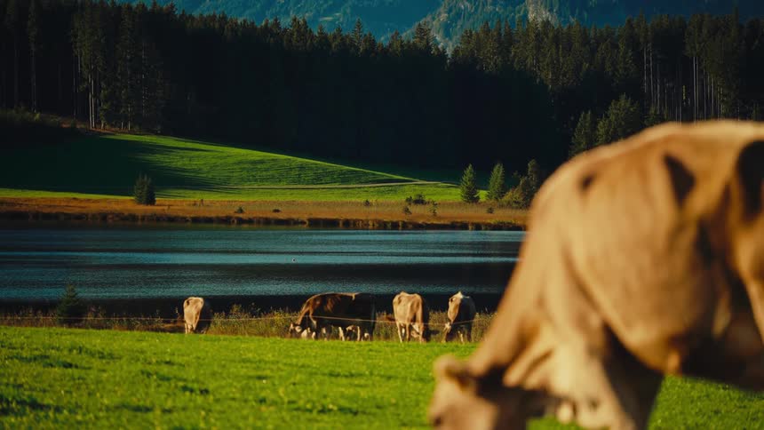 Several domestic bovine animals stand and eat grass in a sunny field with one animal in the foreground while a still water body and a dark forest stand before a distant mountain range
