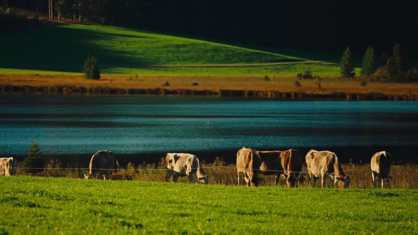 Cattle herd grazing in a field near a lake during daytime