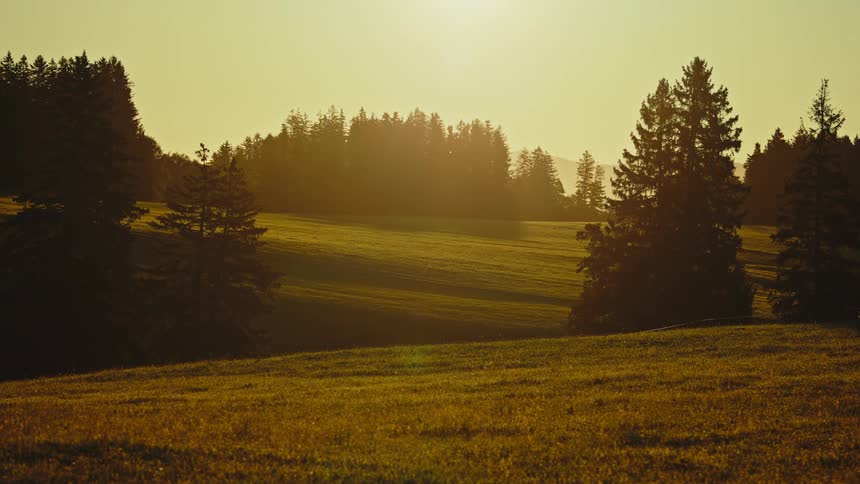 Sunlit meadow slopes toward tall pines golden haze and long shadows bathing the rolling landscape