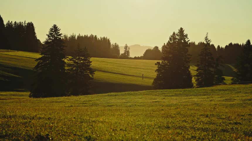 Person walks down a grassy slope while the nearby conifer forest allows a glimpse of the fog covered mountain on the horizon