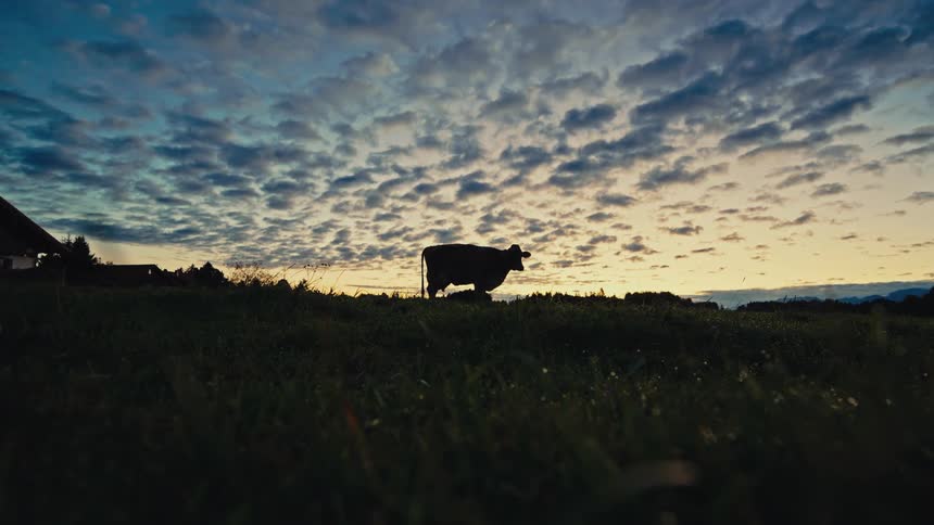 Silhouette of a cow in a field at sunset under a dramatic cloudy sky