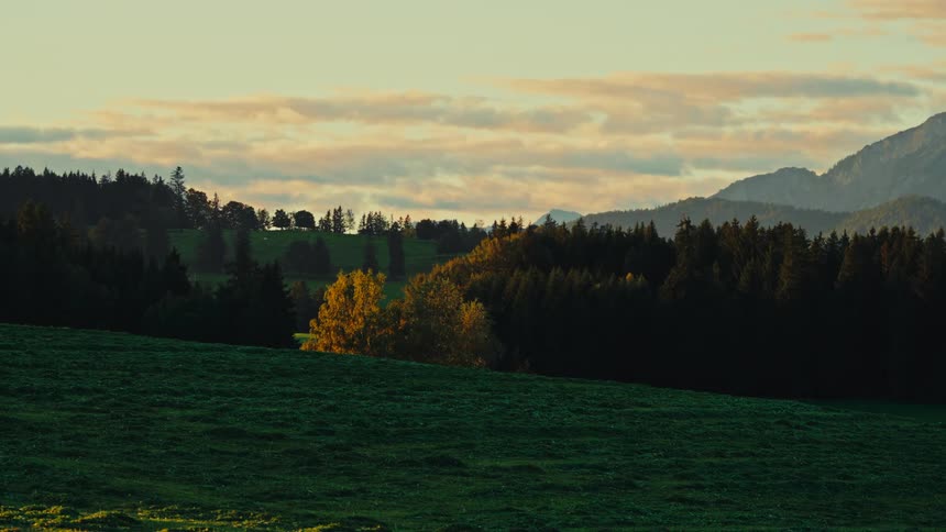 A slow zoom video focuses on a golden yellow tree standing out in a dark forest line backed by hazy mountains and a cloudy pastel sky with a dark green meadow sloping down in the foreground during the evening