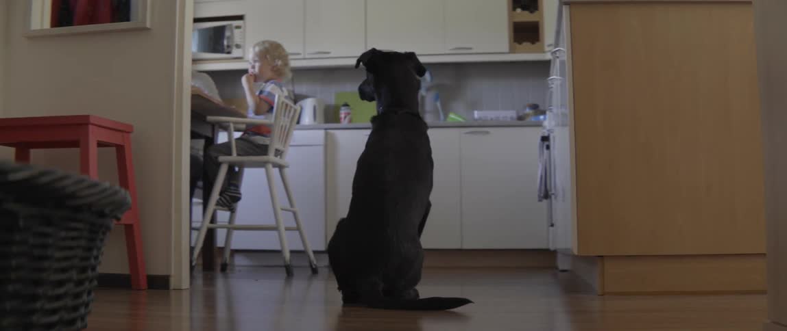 Loyal black dog waiting for food while a toddler eats in a kitchen chair.