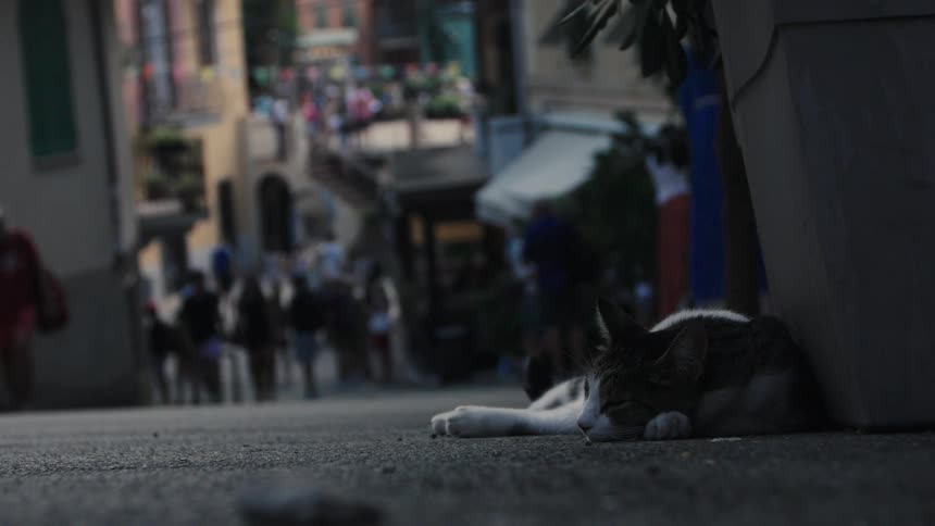 A cat peacefully naps in the shade on a cobblestone street as a crowd of people walk in the blurred background