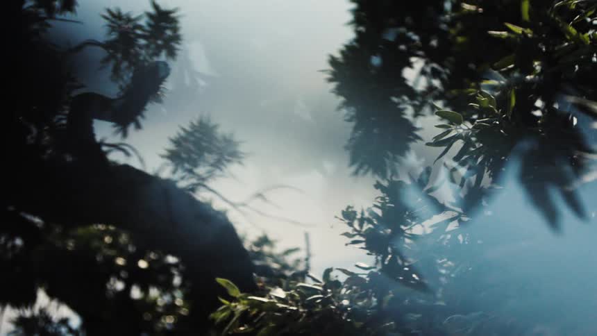 A distorted and ethereal view of sunlight streams through silhouetted tree branches creating a dreamy and abstract visual with strong lens flare
