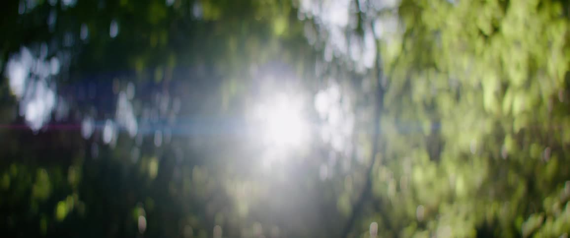 The sun shines in through the green leaves