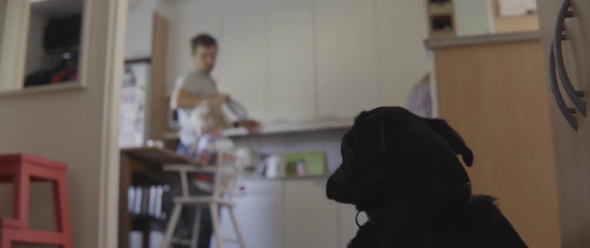 Domestic pet dog observing a man preparing for a family meal in the kitchen.