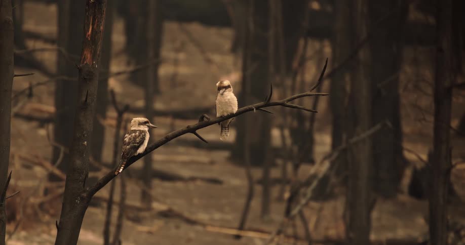 Two birds perched on a dry branch in the middle of a burned forest
