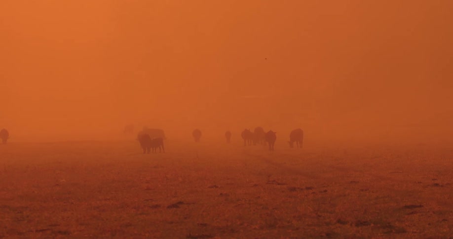 The cows stand together in the orange fog
