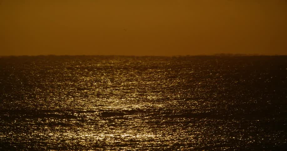 The bird flies over the ocean at sunrise