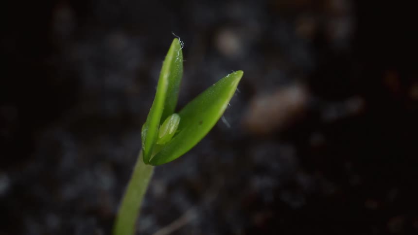 Green sprout with small leaves emerging from dark soil