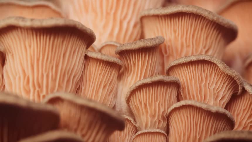 The bunch of mushrooms are growing together