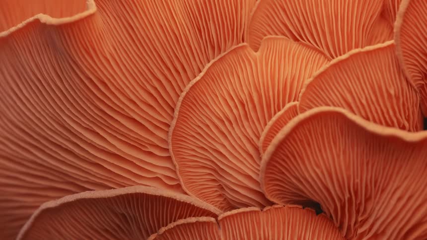 A macro video shows the abstract repeating pattern of the deeply textured gills of a bright salmonorange oyster mushroom highlighting the wavy layered structure and vibrant color