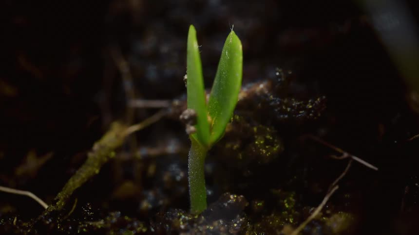 A timelapse close view video shows a tiny green seedling with two small leaves slowly unfurling and growing upward from the dark damp soil in a dimly lit environment