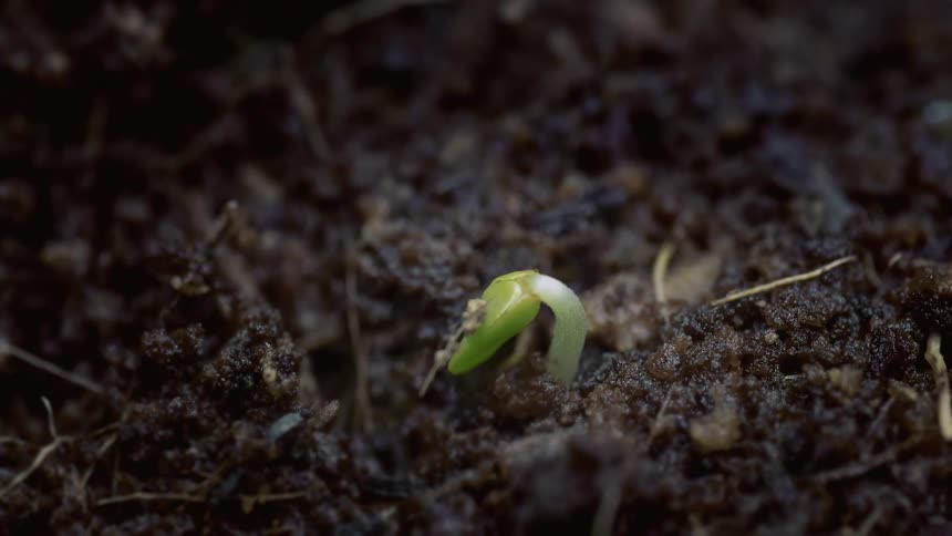 Green sprout emerges from moist soil in early germination