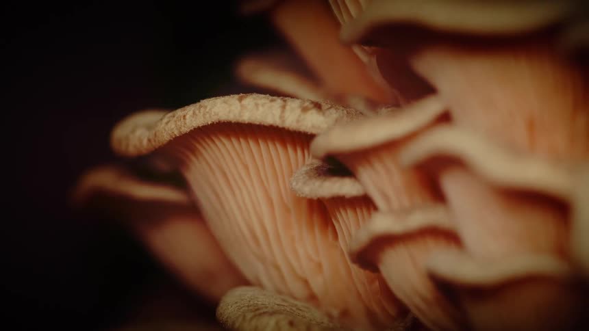 Layered orange mushrooms with detailed gills
