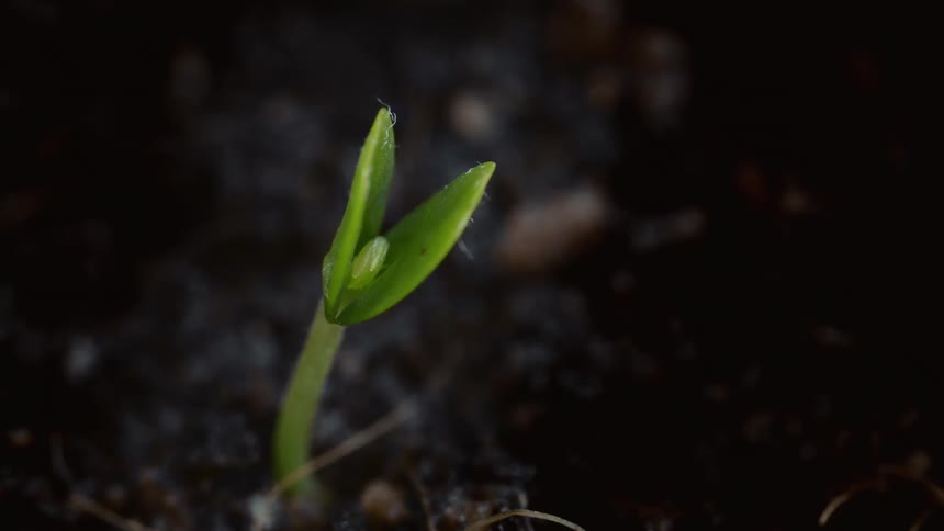 A dramatic and beautiful close up of a plant which  sprouts from the soil on the farm
