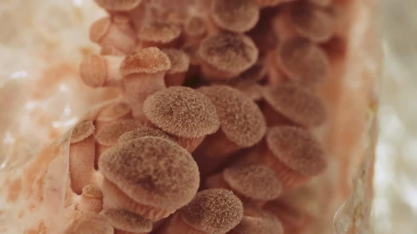 Cluster of small brown mushrooms growing closely together