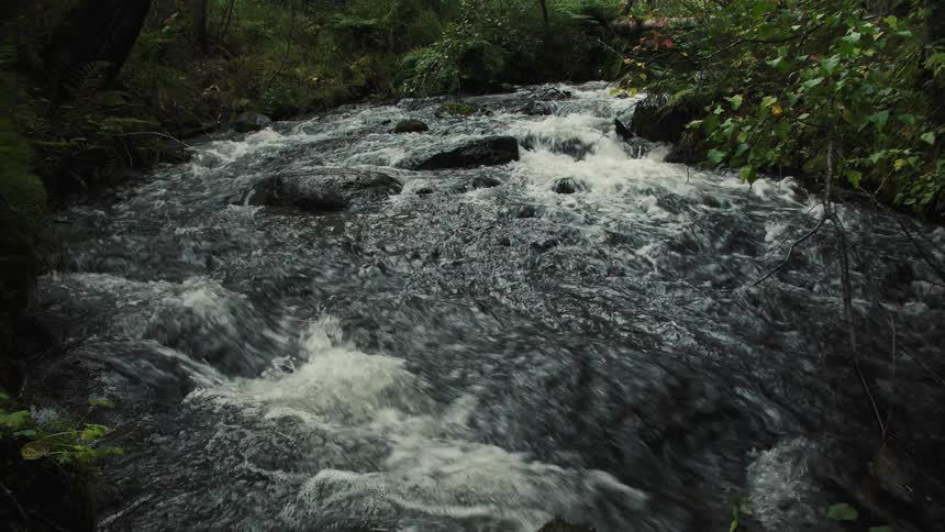 River surrounded by a forest area outdoors
