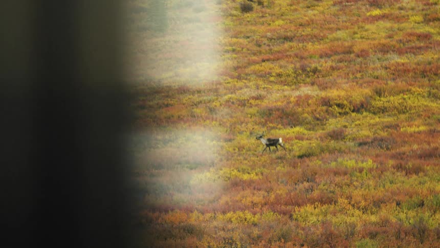 Lone moose in autumn field with vibrant orange