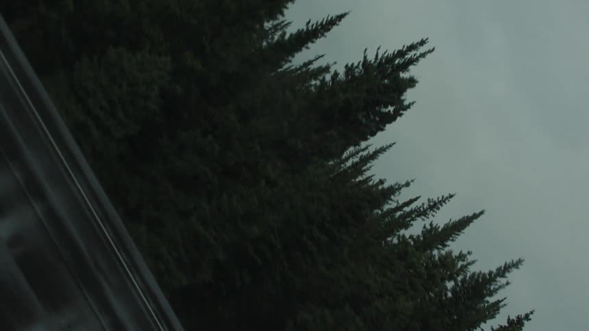 A highway marked with yellow paint dividing the lanes runs through a forest its sides lined with trees under the midday sun