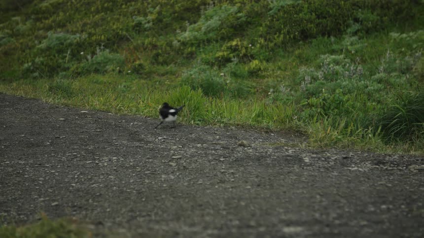 Bird walking over gravel next to grass and vegetation outdoors during day time