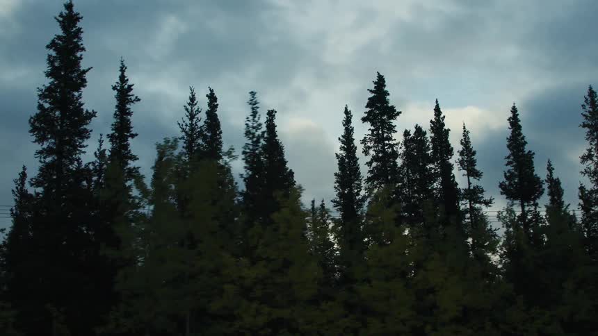 A woman stands in the sua forested area deep in the wild encircled by trees beneath a cloudy skynlight holding a baseball with trees stretching behind her