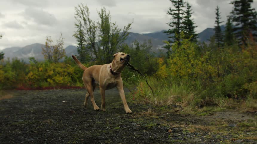 Dog carries a stick while walking along a forest trail with mountains behind