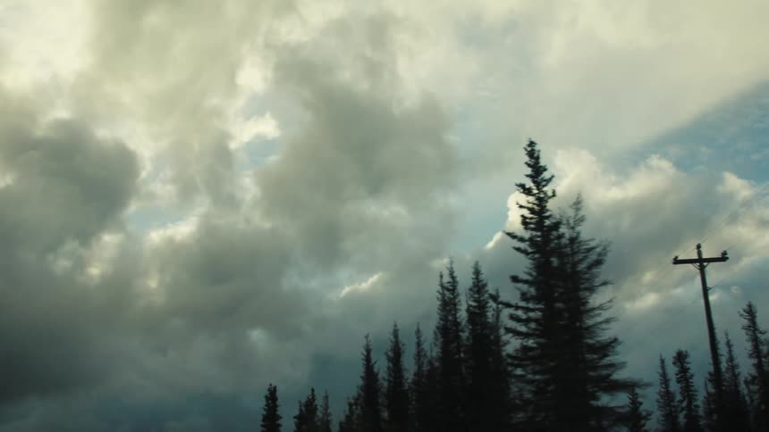Tall green trees fill the cloudy sky