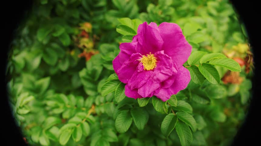 A vibrant fuchsia rose flower with a yellow center is captured in a fisheye lens close view surrounded by dark green rose leaves and framed by a circular black vignette around the edges