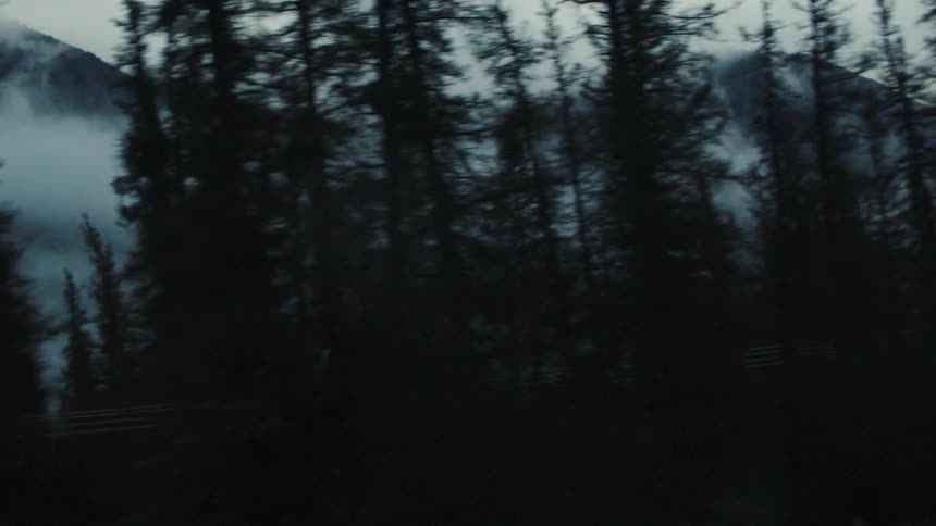 Silhouettes of tall trees stand before mountains shrouded in mist
