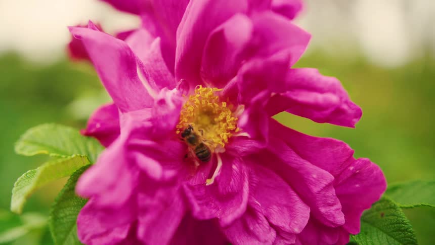 A bee collecting pollen from a pink flower
