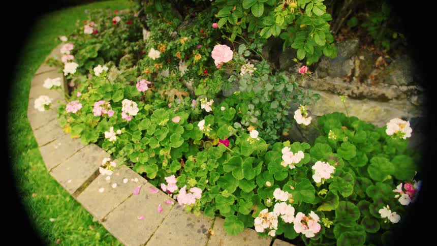 Small garden of colored flowers outdoors during day time