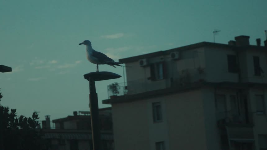 A seagull perching on a light pole in a suburban city during daytime