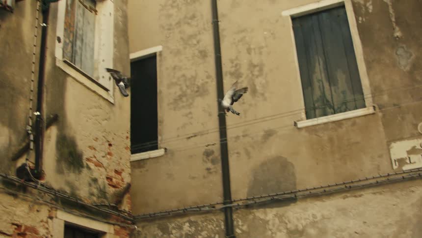Pigeons fly in front of a weathered facade with windows and an old sign