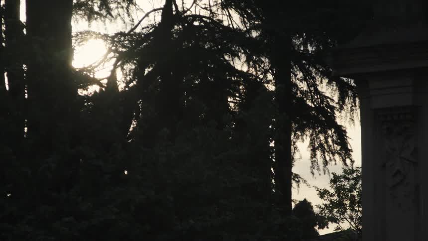 Silhouettes of trees and green vegetation outdoors beside a building at sunset