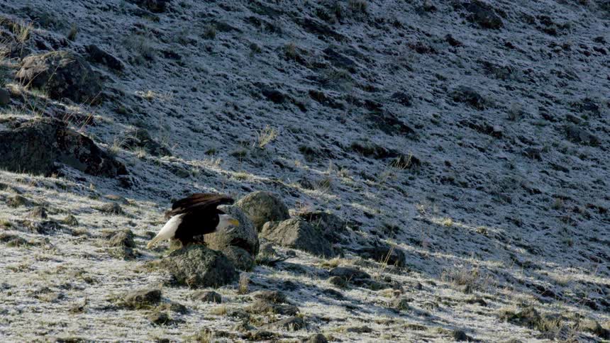 A bald eagle perches on a cluster of rocks on a frost dusted hillside it then flies off