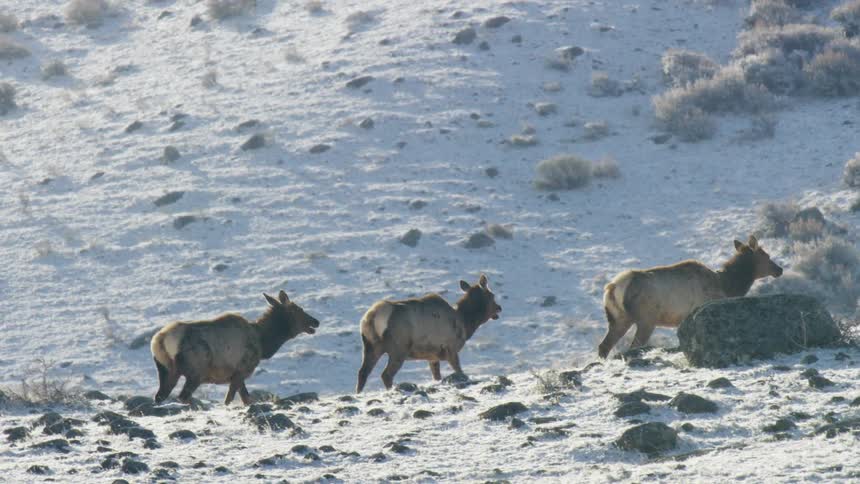 A small herd of elk walks in single file across a snow dusted hillside scattered with rocks and sagebrush