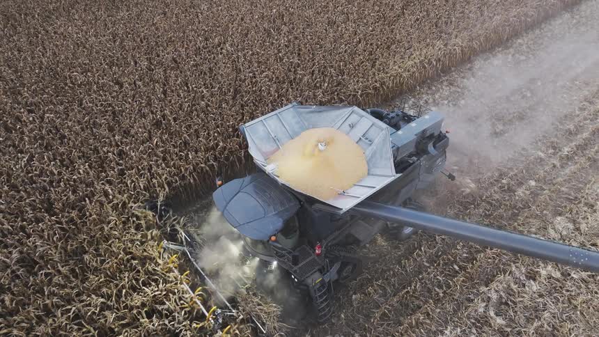 The video is a highangle aerial shot showing a modern combine harvester actively cutting a field of dry tall crops likely wheat or corn the camera is focused down on the machine emphasizing the large quantity of grain filling its exposed