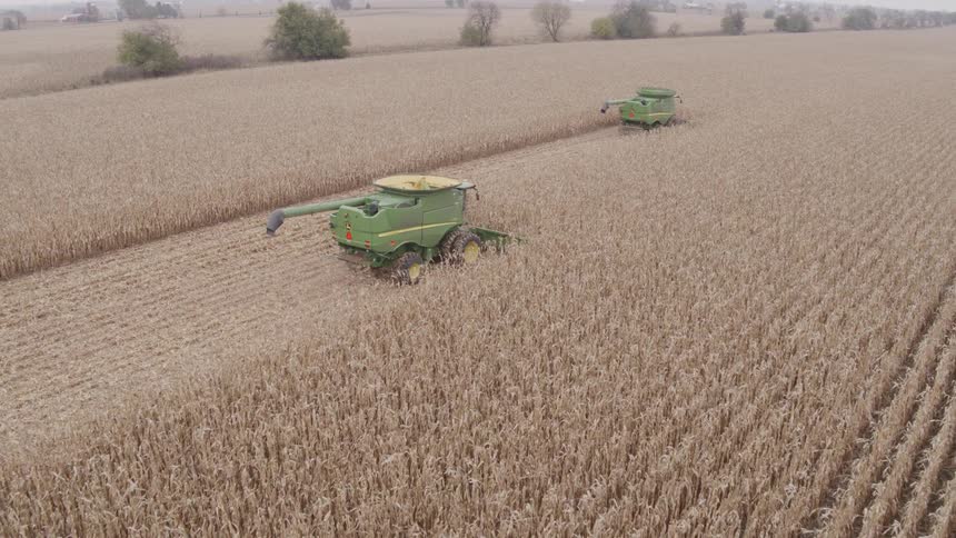 Two green combine harvesters work side by side cutting through a vast cornfield