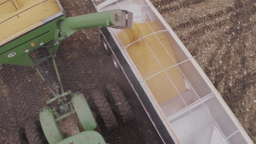 Harvester unloading corn grains into a truck during harvest