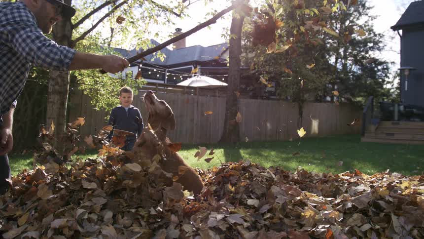 The dog jumps after a stick into a pile of leaves